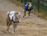 Basenji KSM Muenster 2014 (1011)